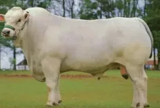  Chianina, Jenis Sapi Raksasa dari Italia yang Hasilkan Daging Premium 