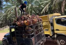 Menggeliat, Komoditi Kelapa Sawit Menjadi Primadona Masyarakat Kikim Area Lahat