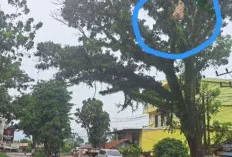 Warga Sungai Lilin Resah, Sarang Tawon Raksasa Mengancam Keselamatan di Jalintim Palembang-Jambi