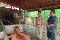 Pemkot Prabumulih Jalankan Program Kawin Suntuk pada Ratusan Sapi 