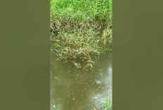 Warga Resah dengan Keberadaan Hewan Malata di Tengah Banjir