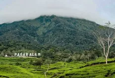 Desa Wisata Gunung Dempo Kembali Dibuka, Harapan Baru Pariwisata Pagaralam