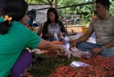 Curah Hujan Tinggi, Perlahan Harga Cabai Alami Kenaikan 