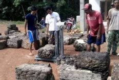 Gimana Nih? Hampir Menjelang Idul Adha Harga Karet di Sanga Desa Belum Membaik 