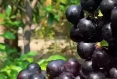 Rahasia Kesehatan dalam Setiap Butir Anggur: Lebih dari Sekadar Buah Manis