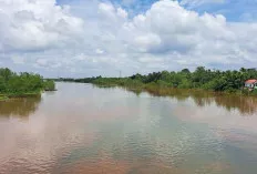 Pasca Warga Diterkam Buaya, Populasi di Sungai Dawas Sangat Memprihatinkan 