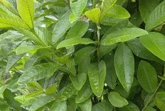 Apa Benar? Pucuk Daun Jambu Biji Bisa Mengobati Sakit Perut