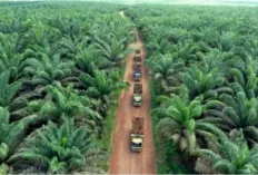 Ketergantungan Tinggi pada Sawit, Ini Potret Ketimpangan Produksi Perkebunan Rakyat 