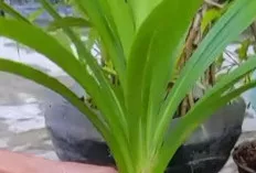 Daun Pandan: Rahasia Aromatik dari Alam untuk Kesehatan Holistik
