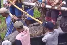 Buaya Muara 4,5 Meter Resahkan Warga, Berhasil Ditangkap di Muara Telang Banyuasin