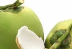 Segarnya Kelapa Muda, Segudang Manfaat untuk Kesehatan Tubuh