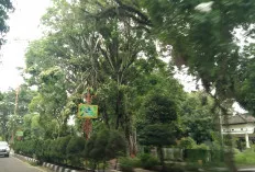 Antisipasi Musim Hujan, Tebang Pohon Tua