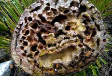 Sarang Semut, Tumbuhan Simbiosis yang Kini Jadi Primadona Pengobatan Herbal