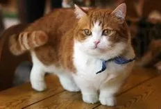 Ini Tanda Bahwa Kucing Kamu Sehat, Silakan Disimak