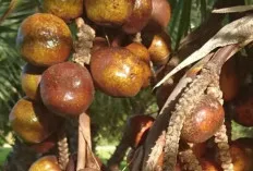 Buah Zuriat,  Buah Tropis dengan Potensi Kesehatan yang Tersembunyi