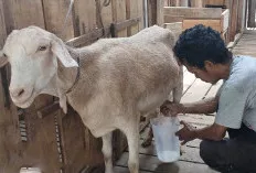 Lebih Mudah Dicerna, Ini Alasan Susu Kambing Layak Jadi Pilihan