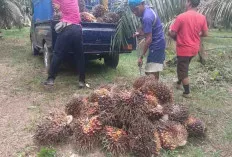 Jelang Lebaran, Petani Kelapa Sawit Sedikit Tersenyum, Segini Harganya 