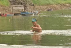 Sungai Musi Surut, Para Penambang Butiran Emas di Tanah Napal Muba Mulai Berdatangan, Penghasilan Bisa Jutaan