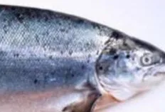Salmon, Si Lezat Kaya Nutrisi: Ungkap Manfaatnya yang Dahsyat untuk Kesehatan Otak dan Jantung!