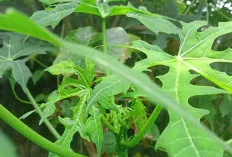 Ini Khasiat Konsumsi Daun Pepaya Jepang, Ini Manfaat Kesehatan yang Terkandung 