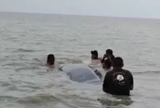 Paus 10 Meter Terjebak di Perairan Dangkal Sungai Somor OKI, Proses Evakuasi Masih Terkendala