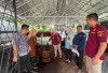 Kanwil Kemenkumham Sumsel Tinjau Langsung Pengawasan Indikasi Geografis di Kebun Gambir Babat Toman