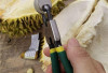 Jangan Buru-buru Dibuang! Kulit Durian Ternyata Punya 6 Khasiat Tak Terduga untuk Kesehatan 