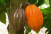 Lebih dari Sekadar Bahan Cokelat: Buah Kokoa Ungkap Segudang Manfaat Kesehatan   