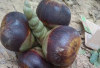 Keajaiban Buah Lontar: Sumber Energi dan Nutrisi Alami
