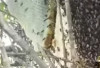 Madu Hitam dengan Rasa Pahit yang Unik, Banyak Manfaatnya Loh