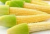 Jagung Muda: Si Kecil Kaya Manfaat untuk Kesehatan