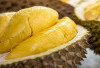 10 Jenis Durian Terbaik yang Harus Dicoba Pecinta Raja Buah