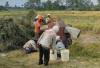 Panen Padi Kelompok Tani Giat Usaha Eka Marga Alami Peningkatan Signifikan di Musim Tanam Pertama 2025