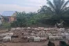 Harga Lelang Getah Karet di UPPB Sungai Lilin Bertahan di Kisaran Rp20 Ribu per Kilogram, Sebagian Naik Tipis