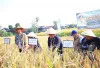 Dorong Produktivitas Padi Semende, Herman Deru Salurkan Traktor dan Ingatkan Bahaya Narkoba