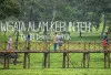 Bak Lukisan Alam, Kebun Teh Tambi Wonosobo Sajikan Panorama Hijau dan Wisata Kekinian