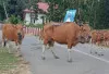  Sapi Liar Marak di Jalanan Pedamaran OKI hingga Makan Korban, Warga Desak Pemerintah Bertindak