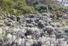 Fenomena Embun Es di Alun-Alun Suryakencana Gunung Gede, Pesona Langka yang Diburu Para Pendaki