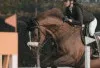 Jeihan Widjaya Raih Juara 2 Show Jumping U-16 di Shark Anantya Competition 2026