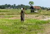 132 Hektare Sawah di Tanjung Jati Kekeringan, Petani Pertanyakan Fungsi JIAT