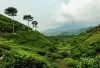 The Hidden Ubud di Bogor! Desa Wisata Malasari Tawarkan Panorama Alam yang Memikat