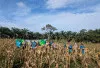Panen Jagung Kedua, Desa Bukit Jaya Sungai Lilin Hasilkan 2 Ton untuk Program Ketahanan Pangan