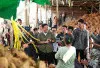 Tembus Pasar China hingga Thailand, Ekspor Kelapa Sultan Muda Sumsel Dapat Dukungan Penuh Pemprov   