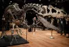 Terungkap! Museum Geologi Bandung Simpan Kisah Misteri di Balik Ribuan Fosil Bersejarah